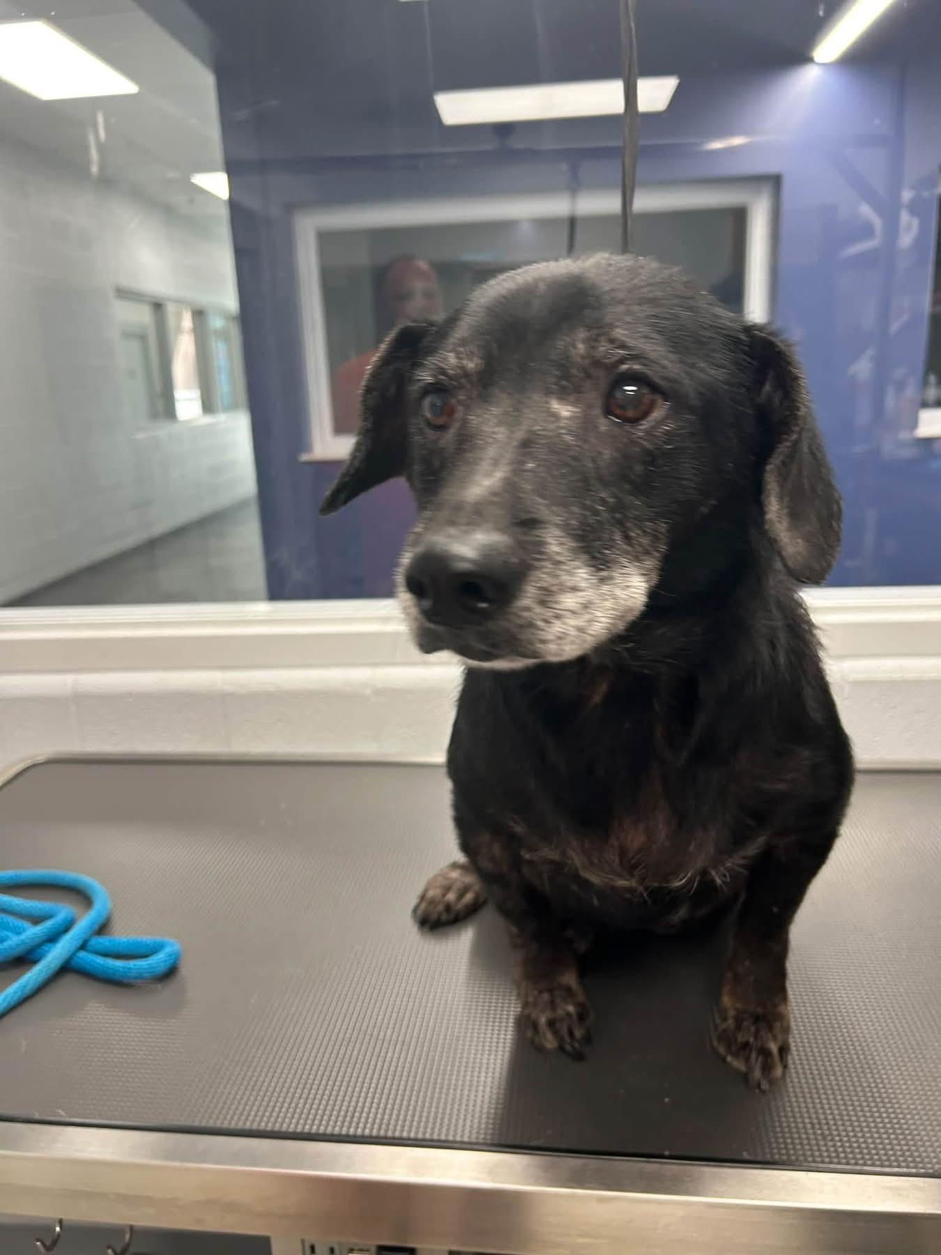 Enlarge Bugsy, a Adoptable mixed breed in Louisville, KY image 2/2