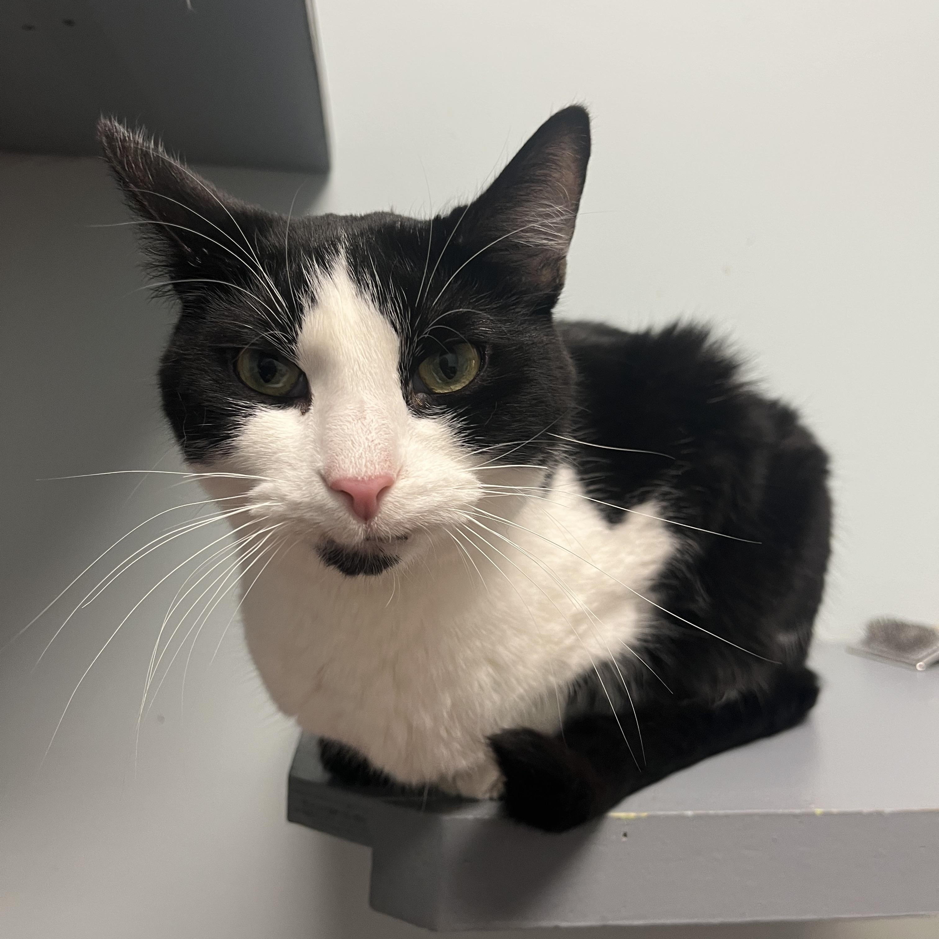 Milo, a Adoptable Domestic Short Hair in Monroe, OH image 3/4