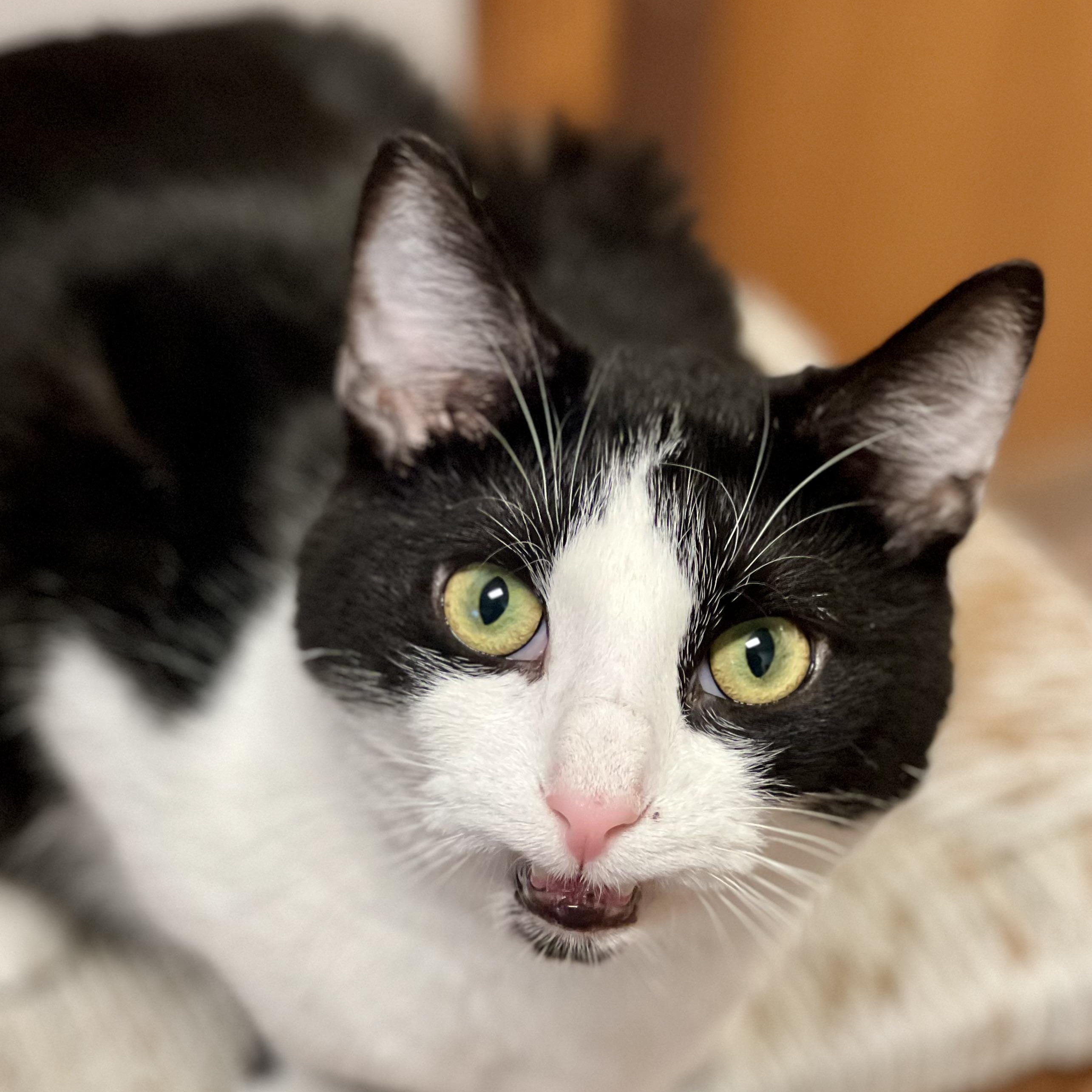 Milo, a Adoptable Domestic Short Hair in Monroe, OH image 4/4