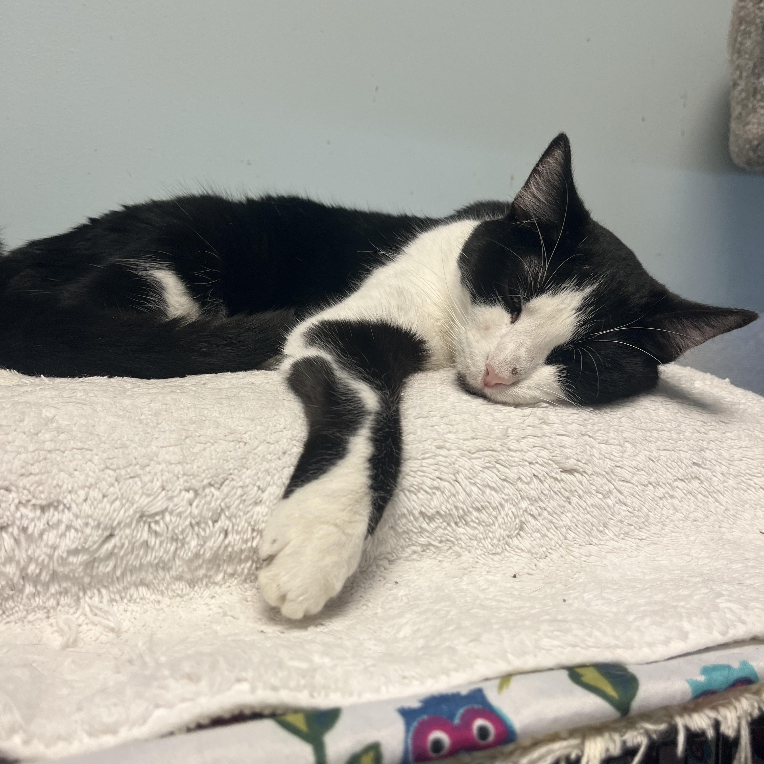 Milo, a Adoptable Domestic Short Hair in Monroe, OH image 2/4