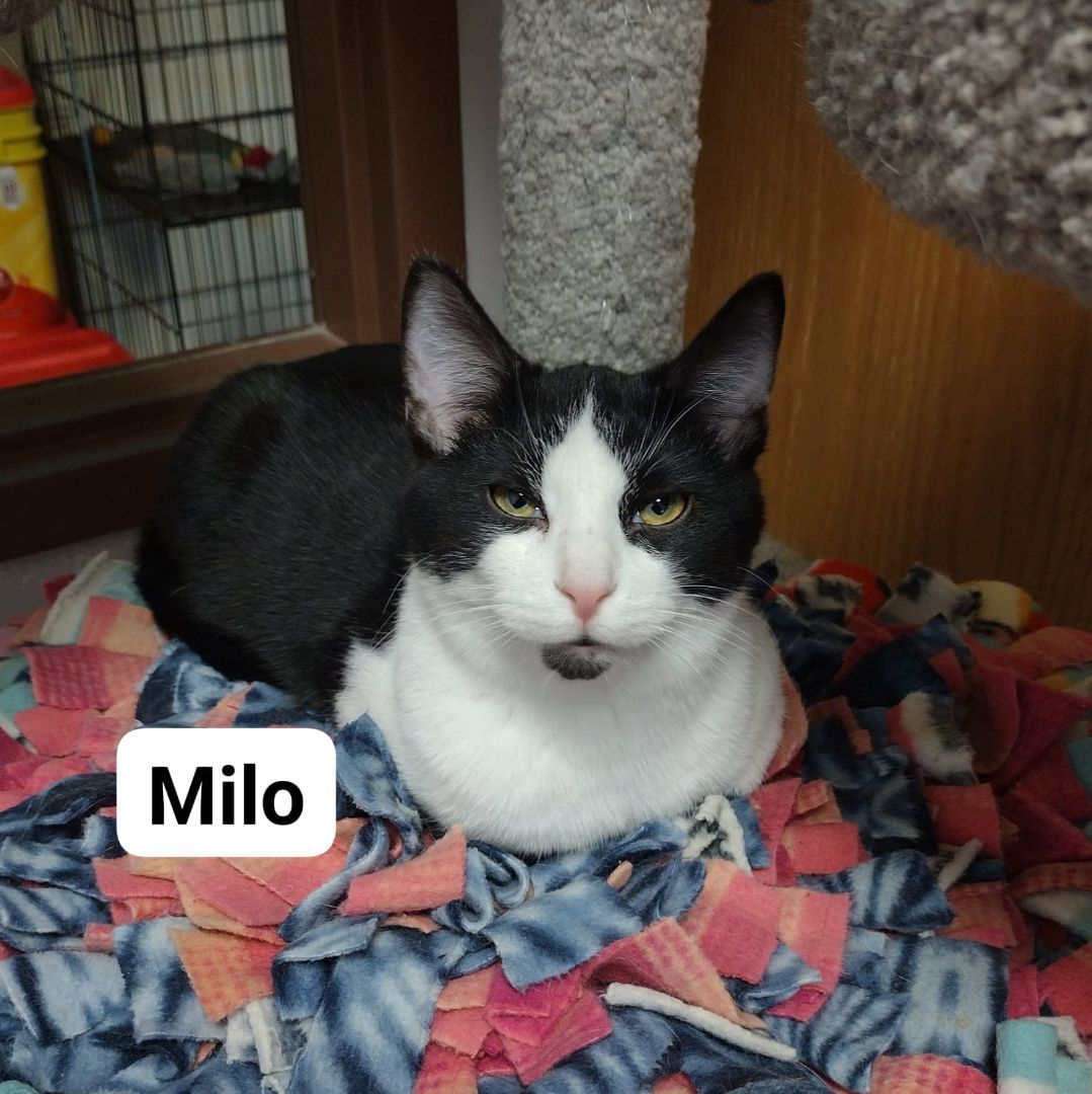 Milo, Adoptable, Young Male Domestic Short Hair.