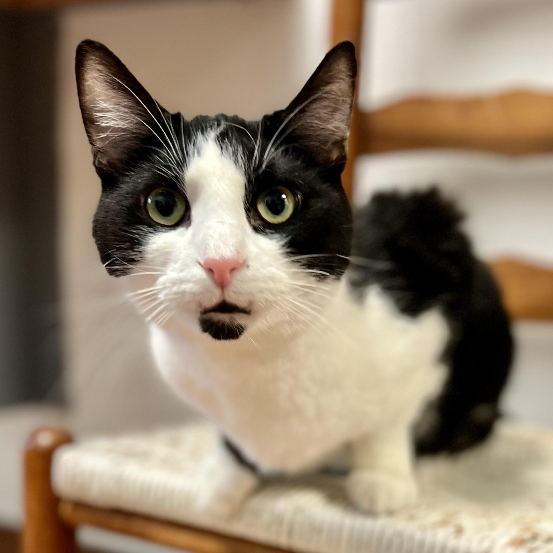 Milo, a Adoptable Domestic Short Hair in Monroe, OH image 1/4
