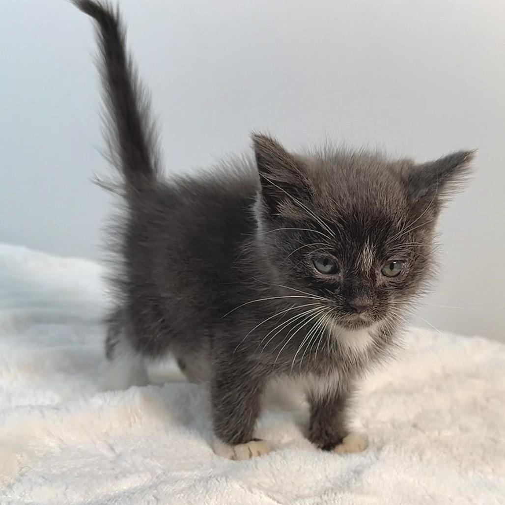 Enlarge Possum, a Adoptable Domestic Medium Hair in Johnson City, TN image 1/3