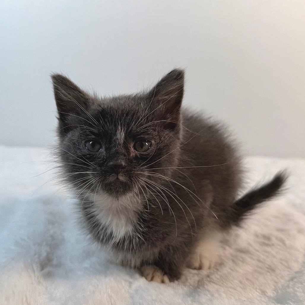 Enlarge Possum, a Adoptable Domestic Medium Hair in Johnson City, TN image 2/3