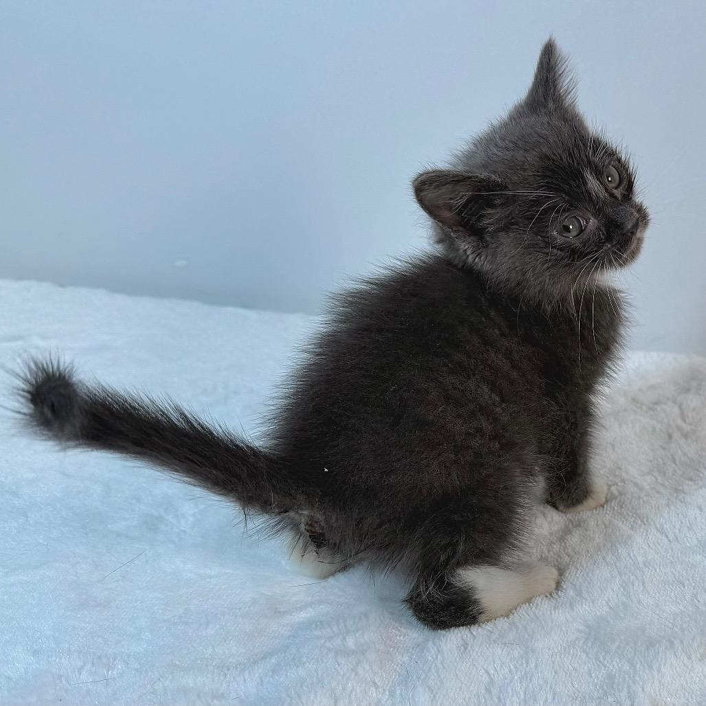 Enlarge Possum, a Adoptable Domestic Medium Hair in Johnson City, TN image 3/3