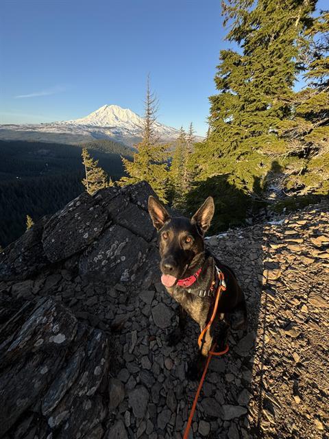 QUINN, Adoptable, Adult Male Dutch Shepherd.