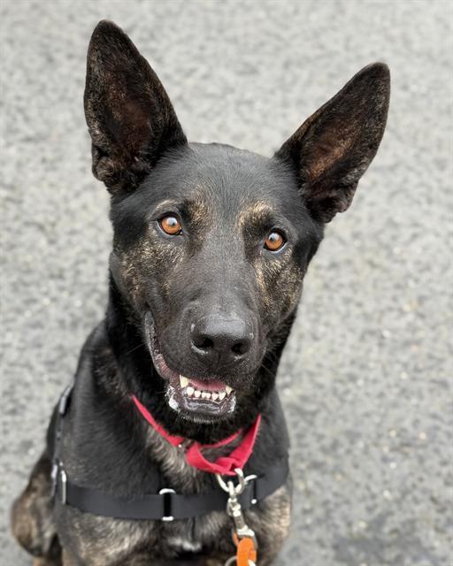 Enlarge QUINN, a Adoptable Dutch Shepherd in Kent, WA image 1/1