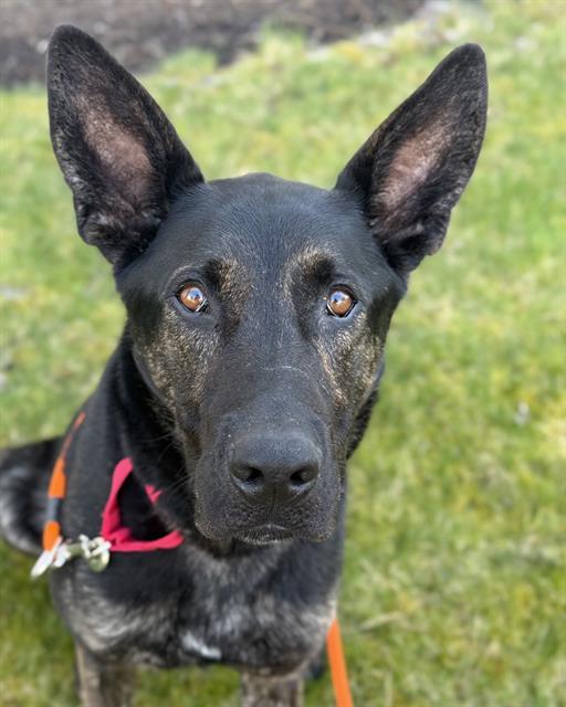 Enlarge QUINN, a Adoptable Dutch Shepherd in Kent, WA image 1/1