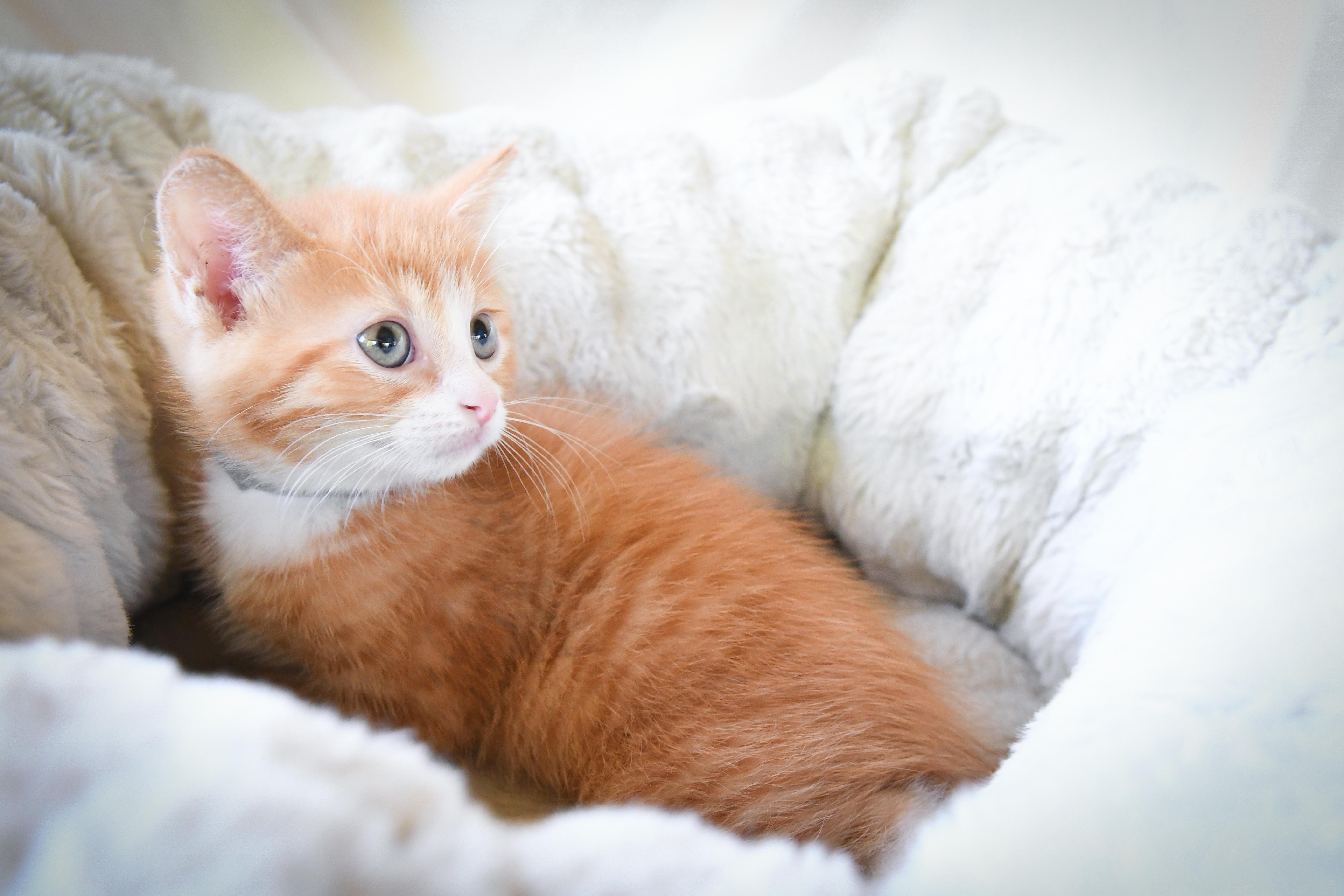 Enlarge Mulberry, a Adoptable Domestic Short Hair in Port Washington, WI image 4/4