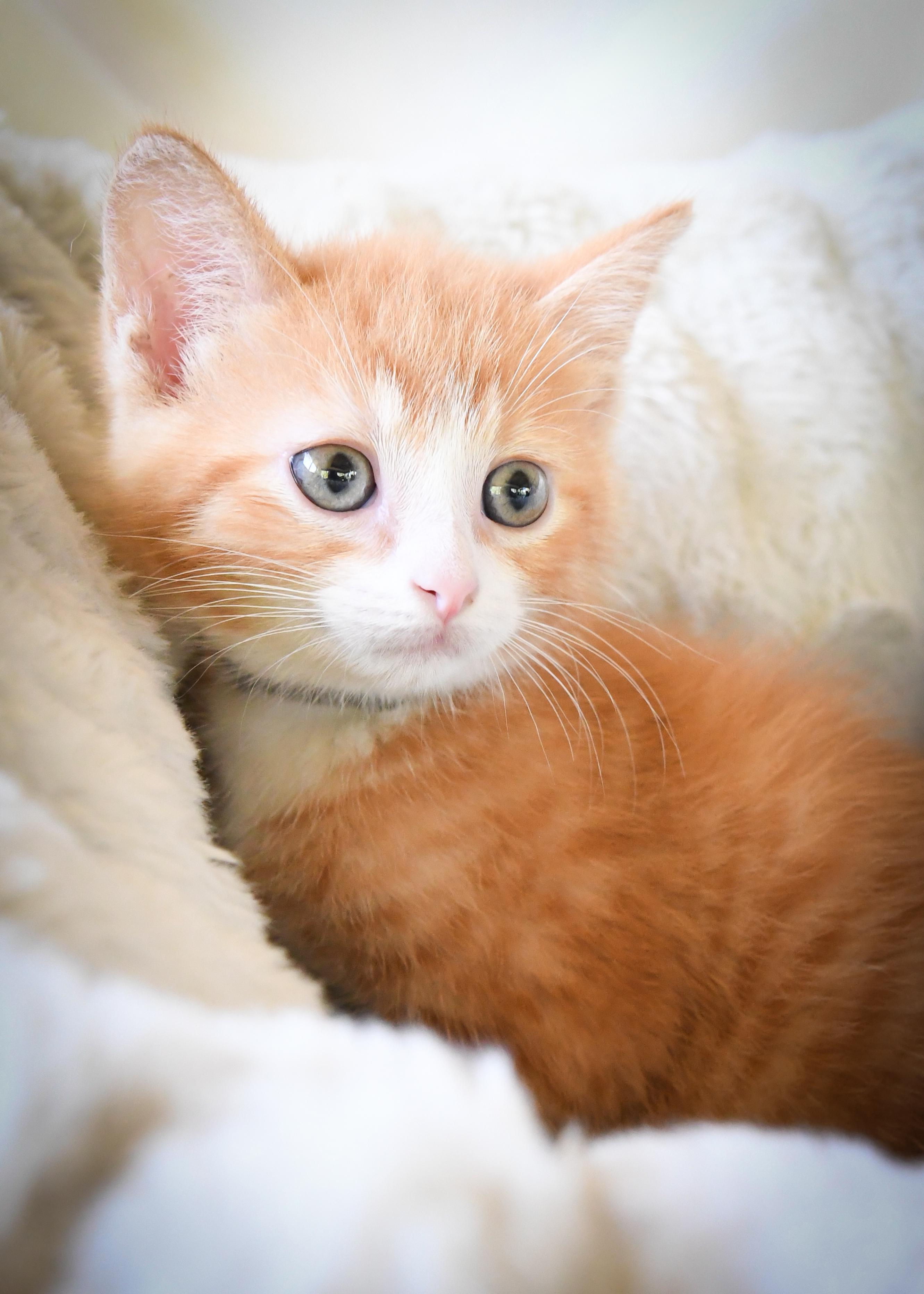 Enlarge Mulberry, a Adoptable Domestic Short Hair in Port Washington, WI image 1/4