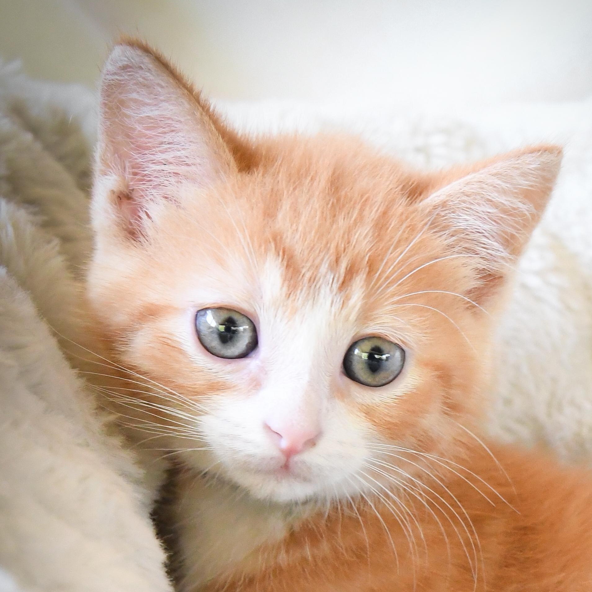 Enlarge Mulberry, a Adoptable Domestic Short Hair in Port Washington, WI image 3/4