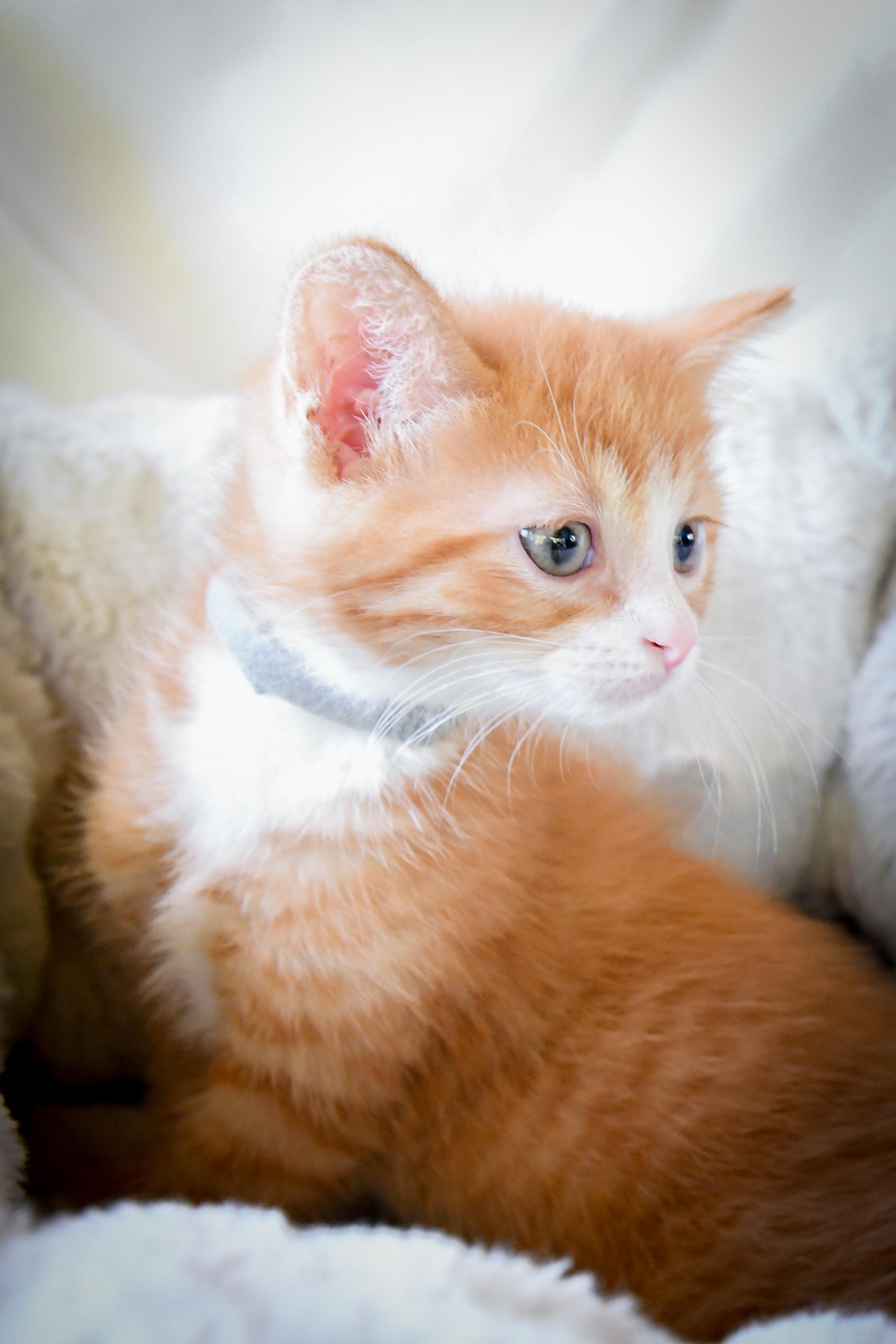 Enlarge Mulberry, a Adoptable Domestic Short Hair in Port Washington, WI image 2/4