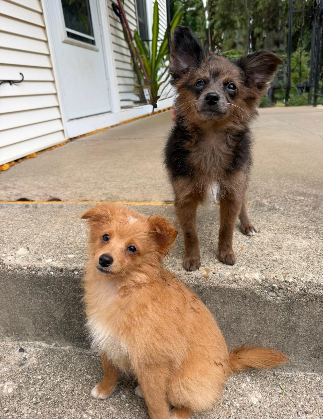 Merle and Red, ADOPTABLE, Puppy Male Pomapoo.