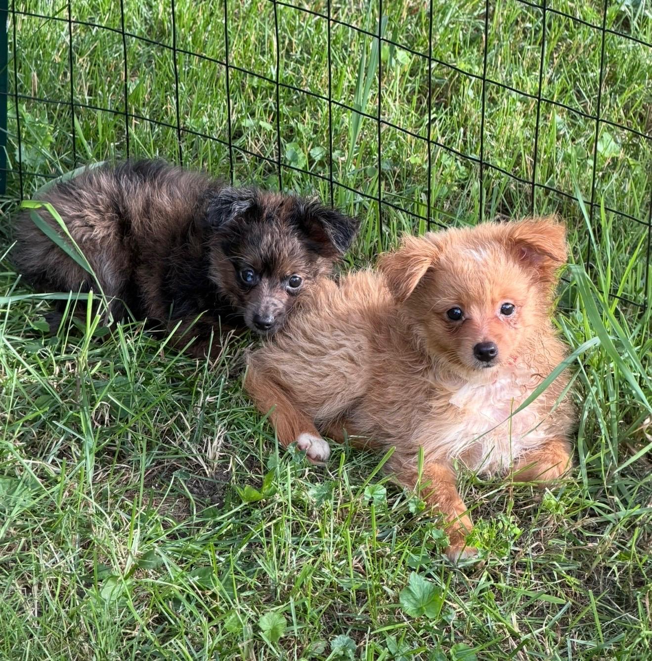 Merle and Red, a ADOPTABLE Pomapoo in Union Grove, WI image 2/6