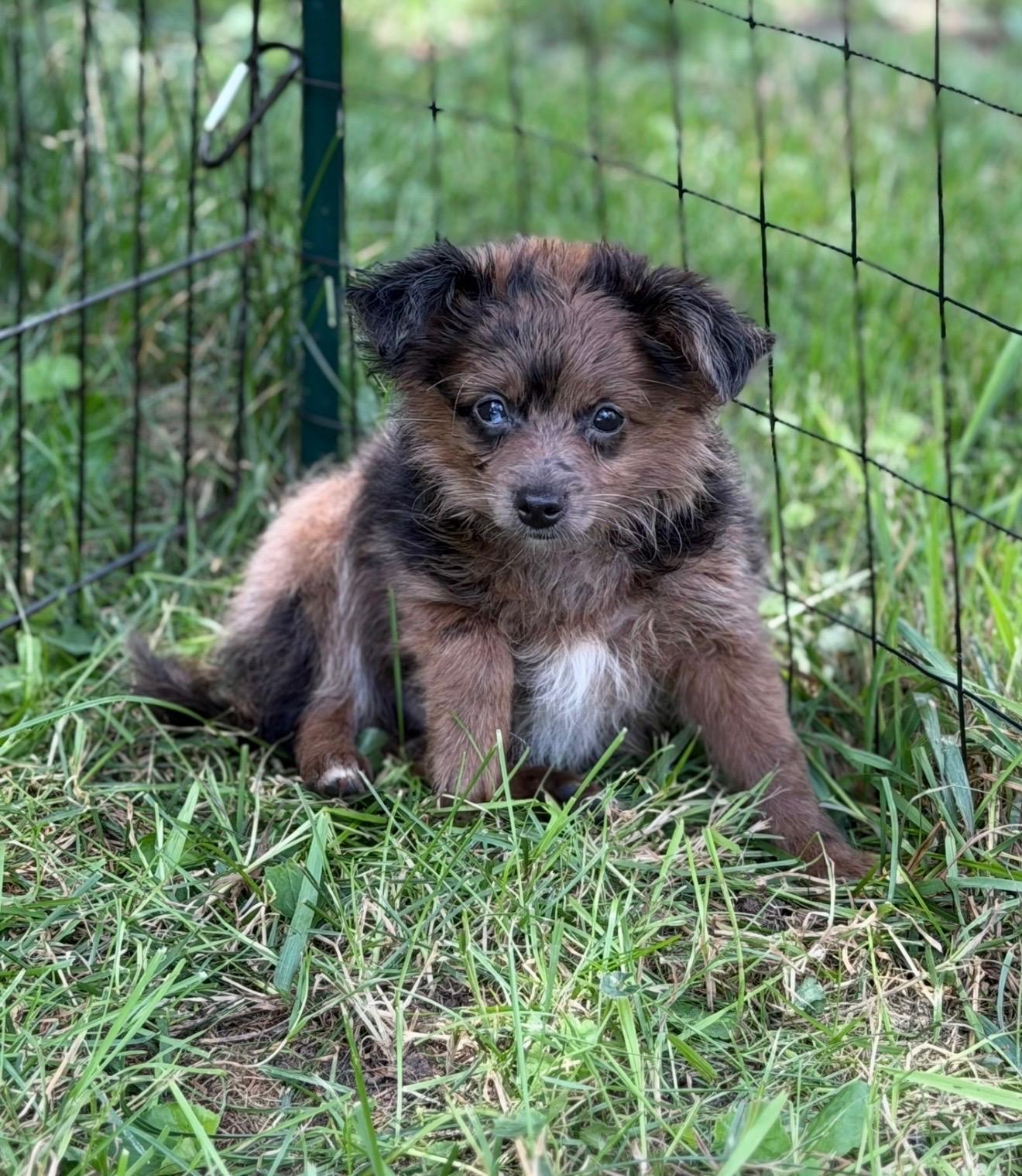 Merle and Red, a ADOPTABLE Pomapoo in Union Grove, WI image 4/6