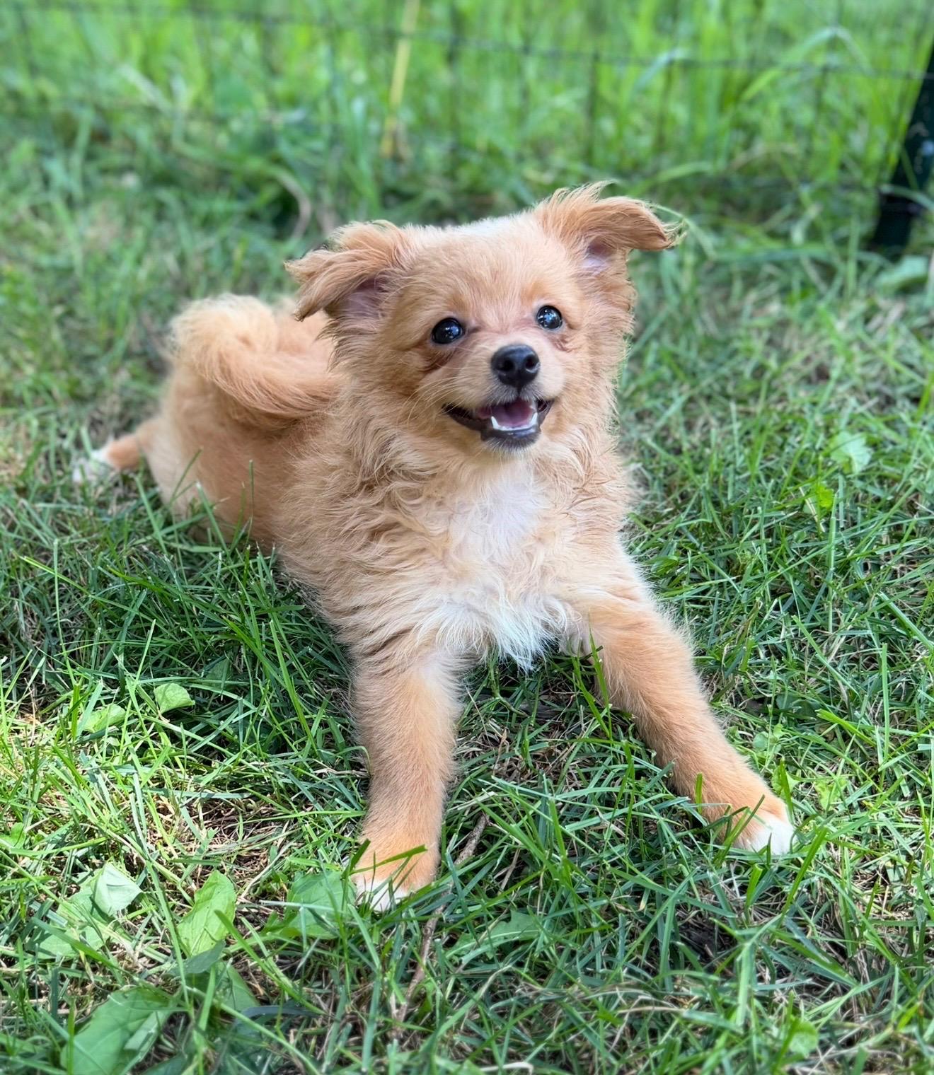 Merle and Red, a ADOPTABLE Pomapoo in Union Grove, WI image 5/6