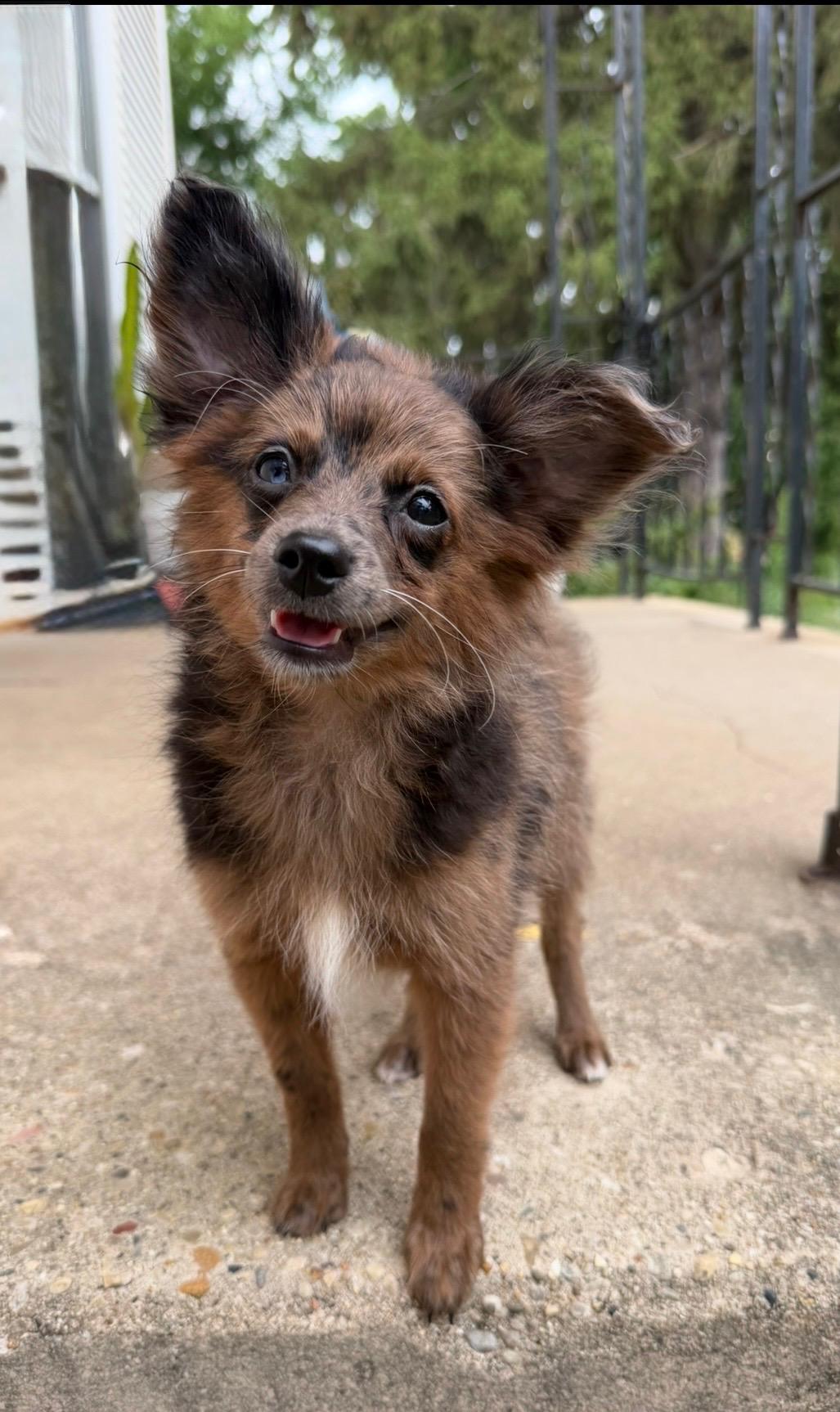 Merle and Red, a ADOPTABLE Pomapoo in Union Grove, WI image 3/6