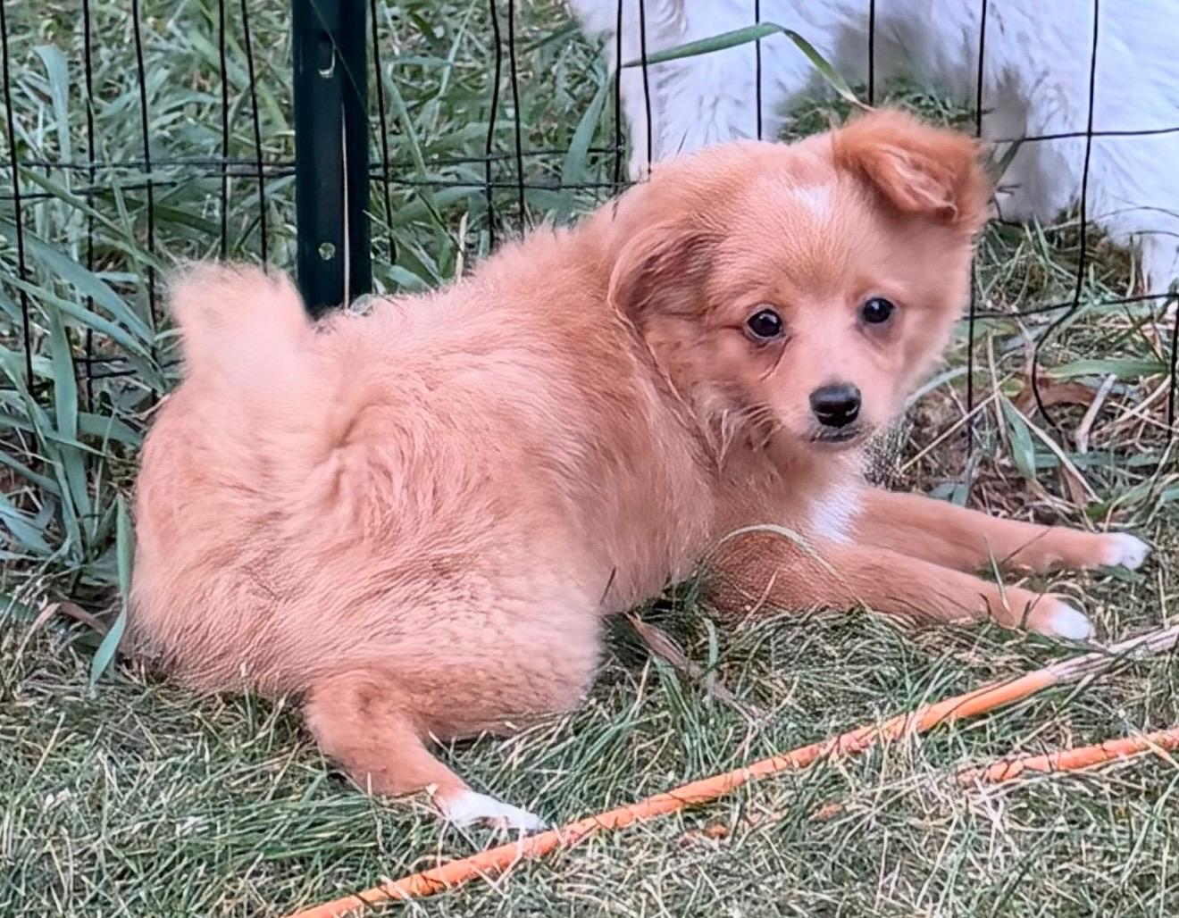 Merle and Red, a ADOPTABLE Pomapoo in Union Grove, WI image 6/6
