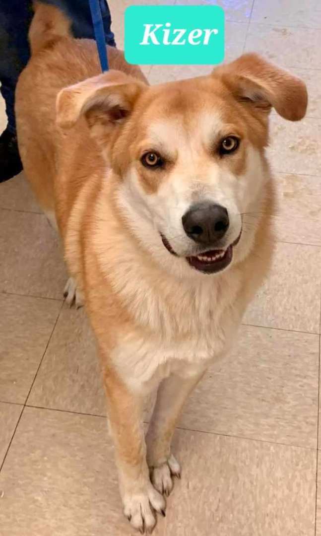 Kizer, an adoptable Shepherd & Husky Mix in Muncie, IN_image-1