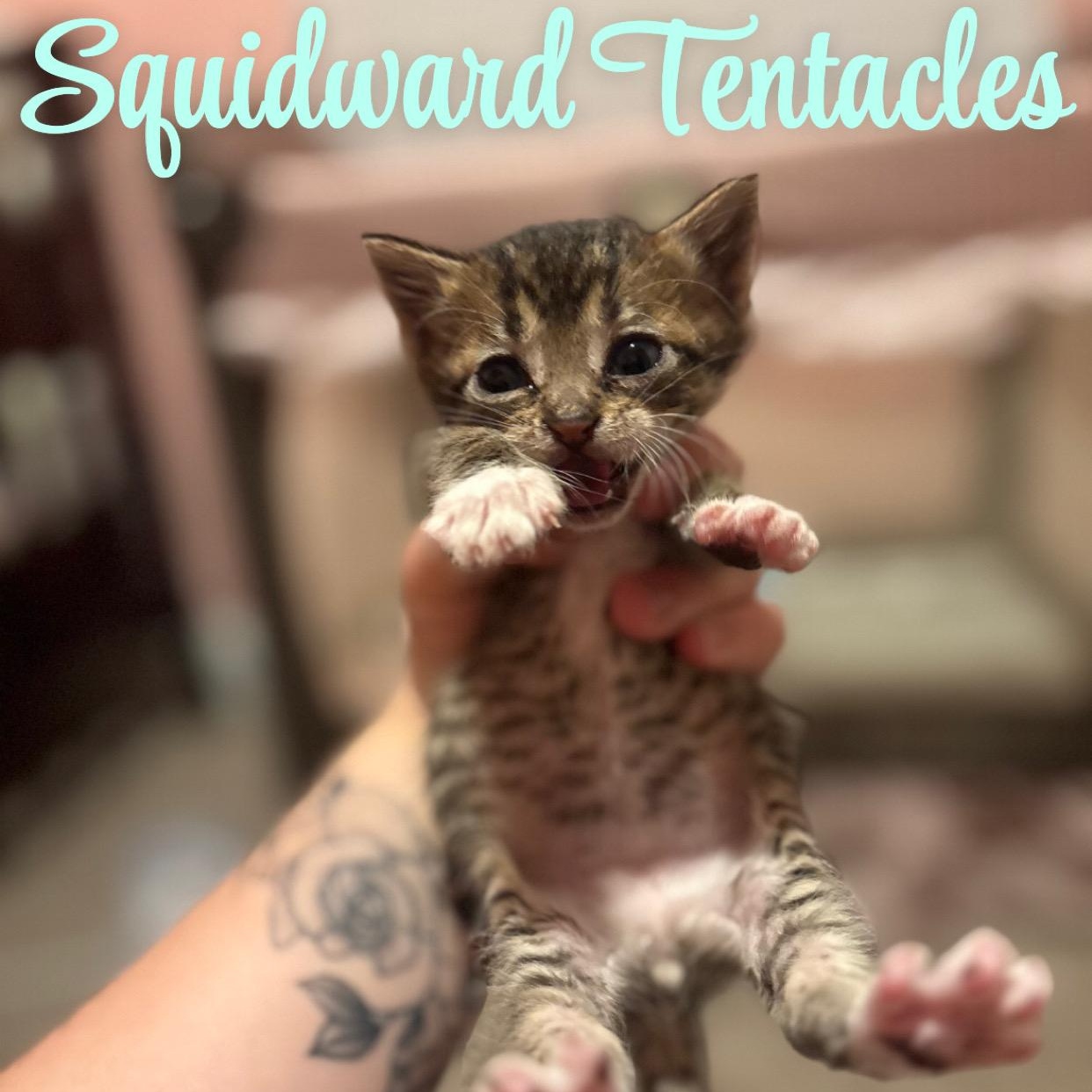 Enlarge Squidward Tentacles, a ADOPTABLE mixed breed in Youngstown, FL image 2/4