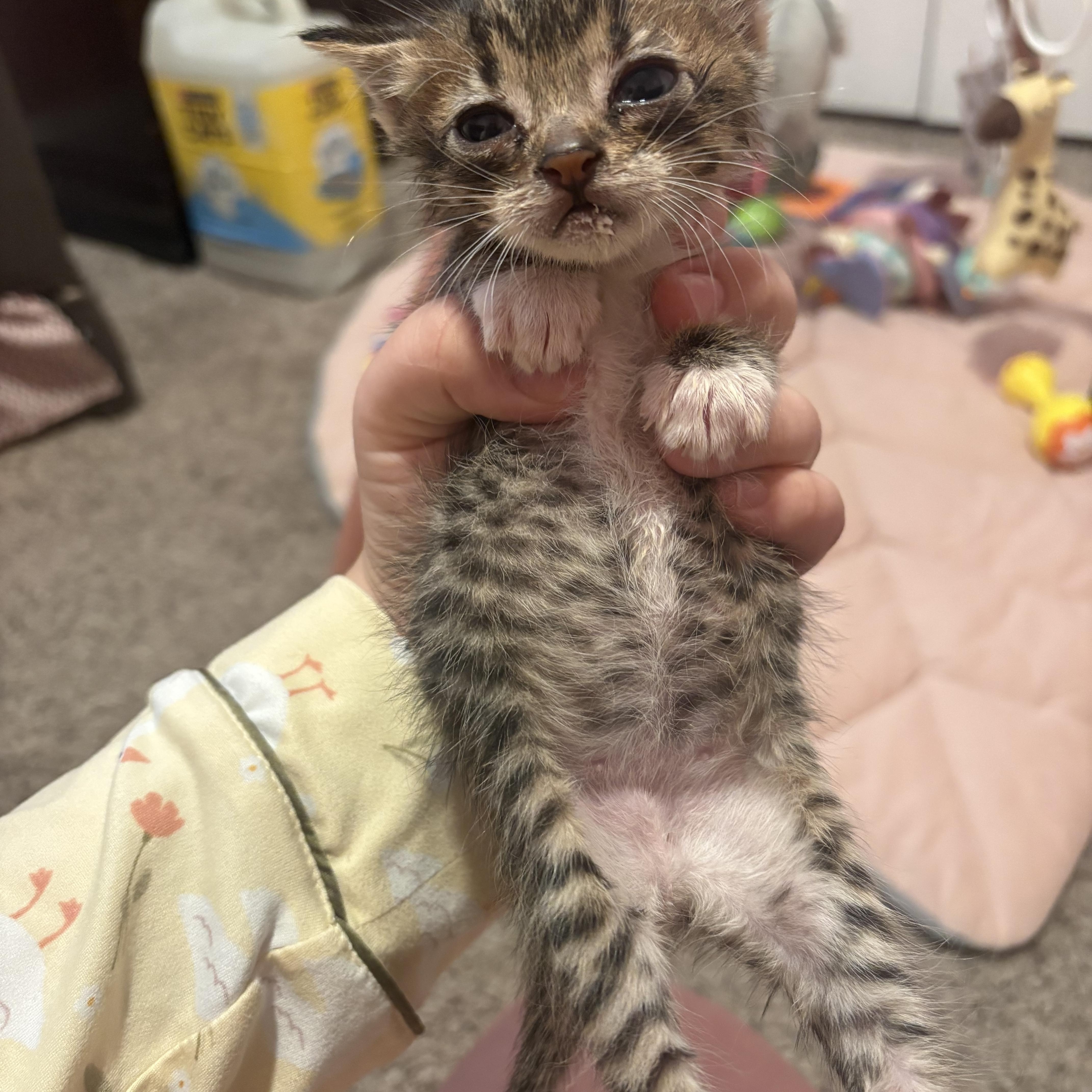 Enlarge Squidward Tentacles, a ADOPTABLE mixed breed in Youngstown, FL image 3/4