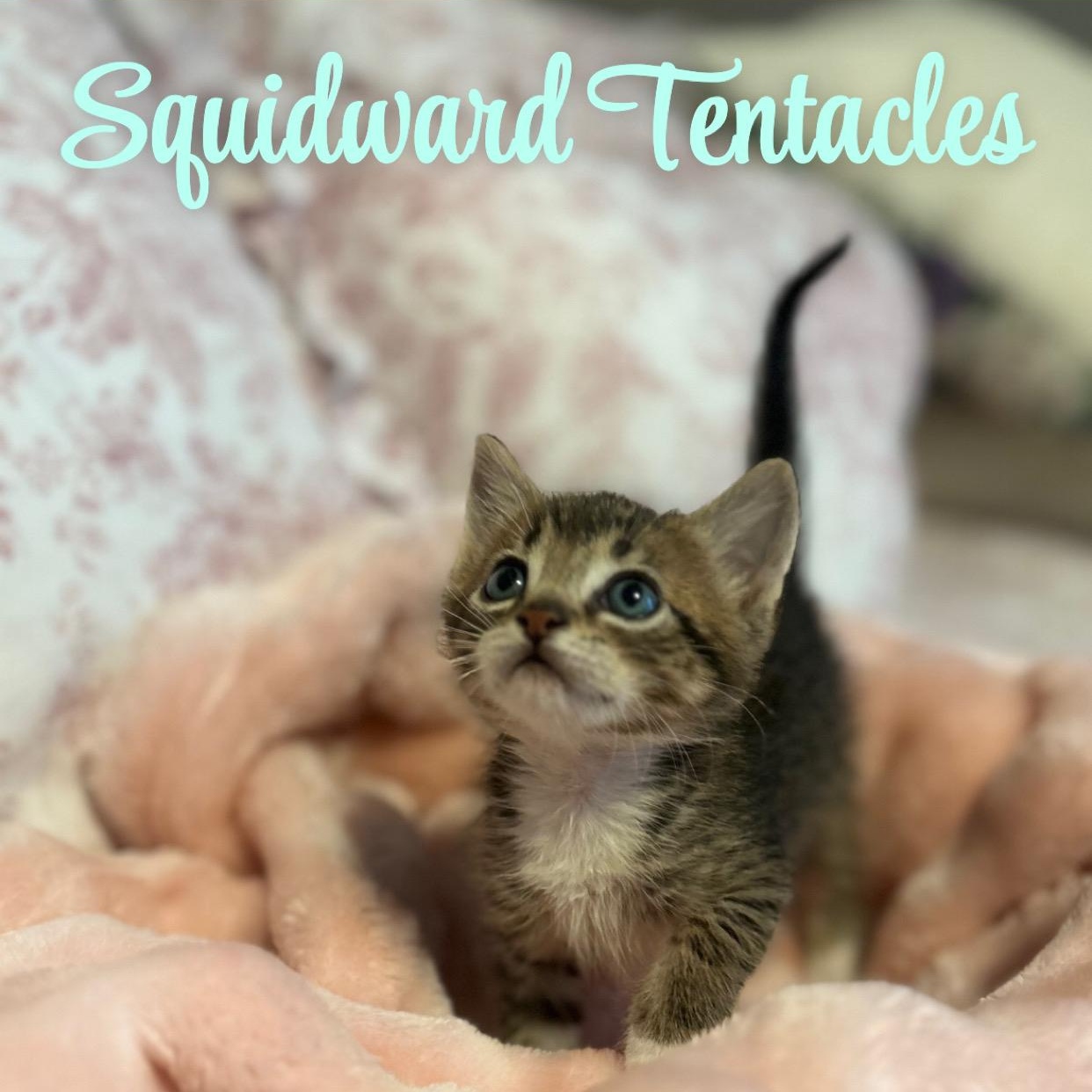 Squidward Tentacles, ADOPTABLE, Kitten Male Domestic Short Hair.