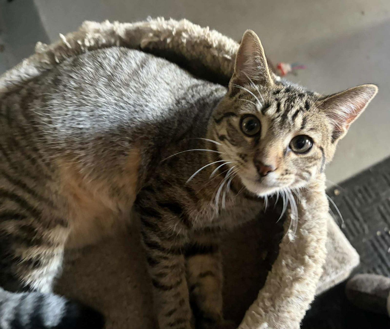 Enlarge Corn on the Cob, a Adoptable Domestic Short Hair in hinckley, IL image 1/3