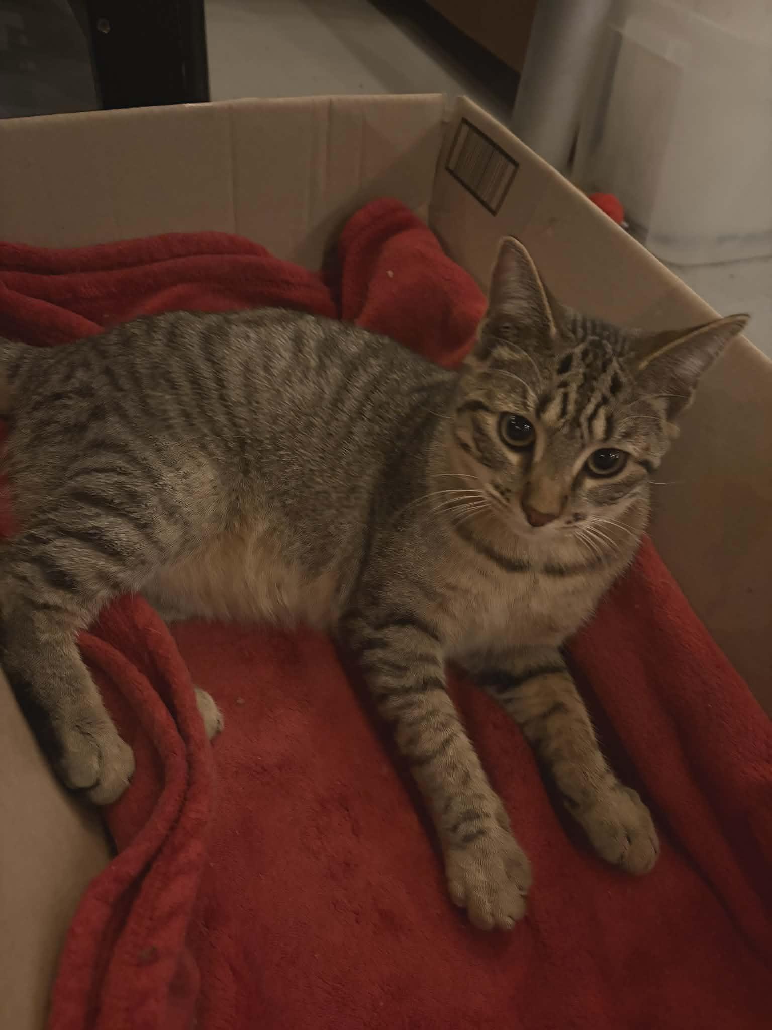 Enlarge Corn on the Cob, a Adoptable Domestic Short Hair in hinckley, IL image 2/3