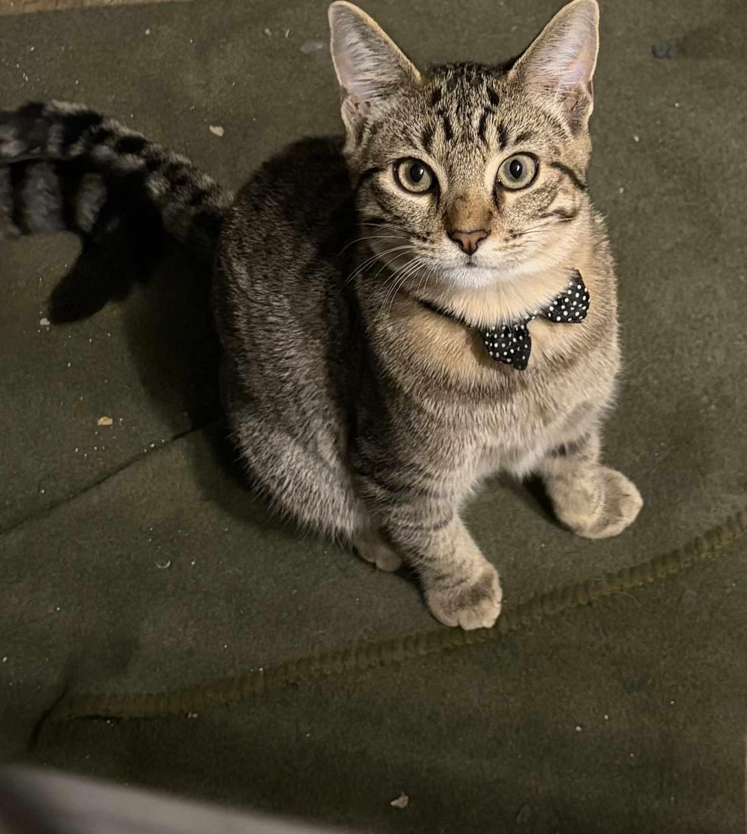 Enlarge Corn on the Cob, a Adoptable Domestic Short Hair in hinckley, IL image 3/3