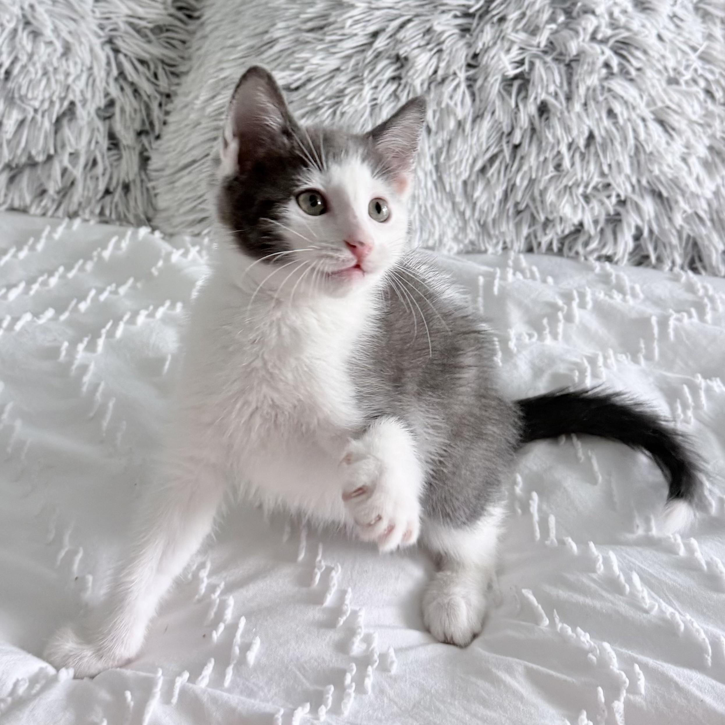 Enlarge Tofu, a ADOPTABLE Domestic Short Hair in Parkland, FL image 3/6