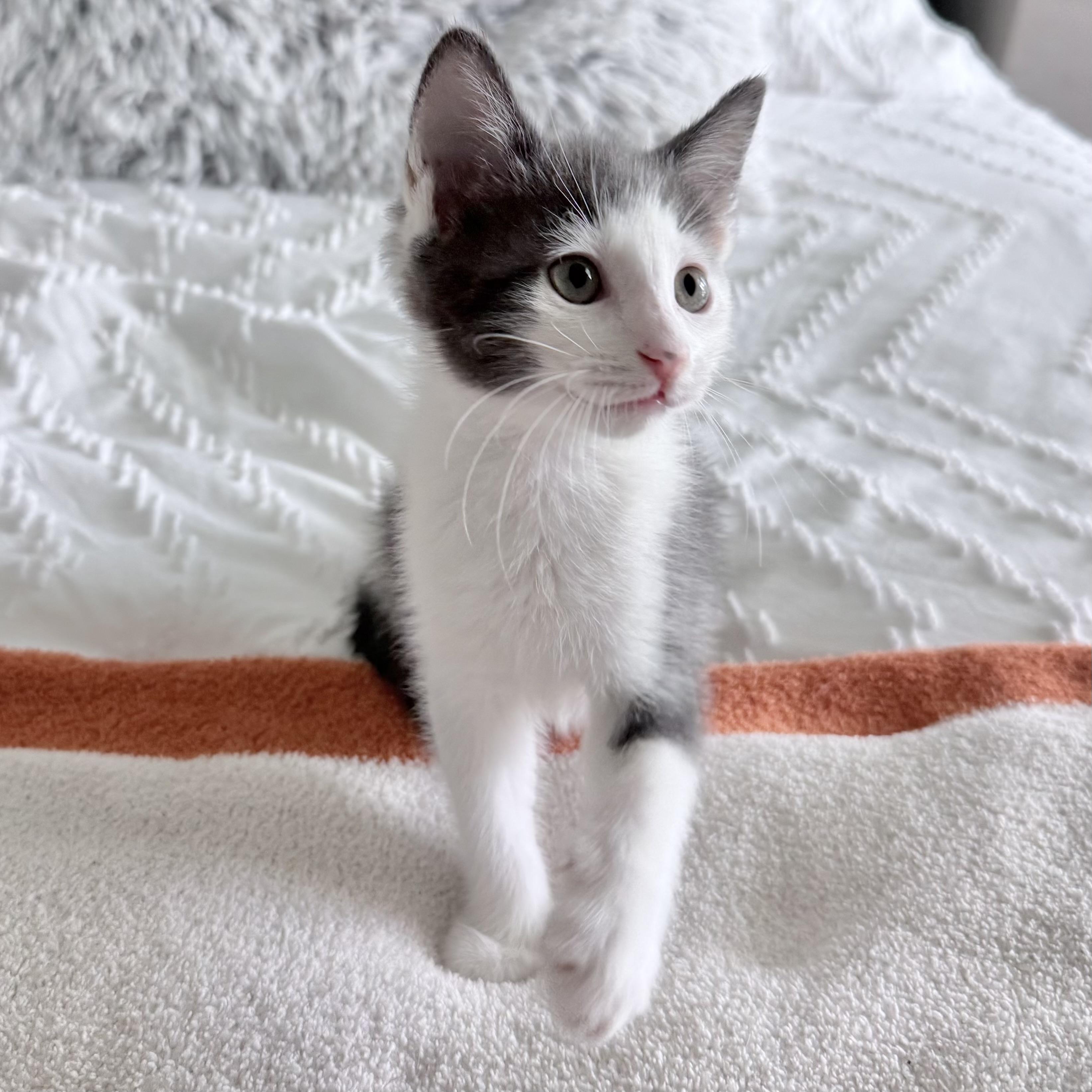 Enlarge Tofu, a ADOPTABLE Domestic Short Hair in Parkland, FL image 5/6