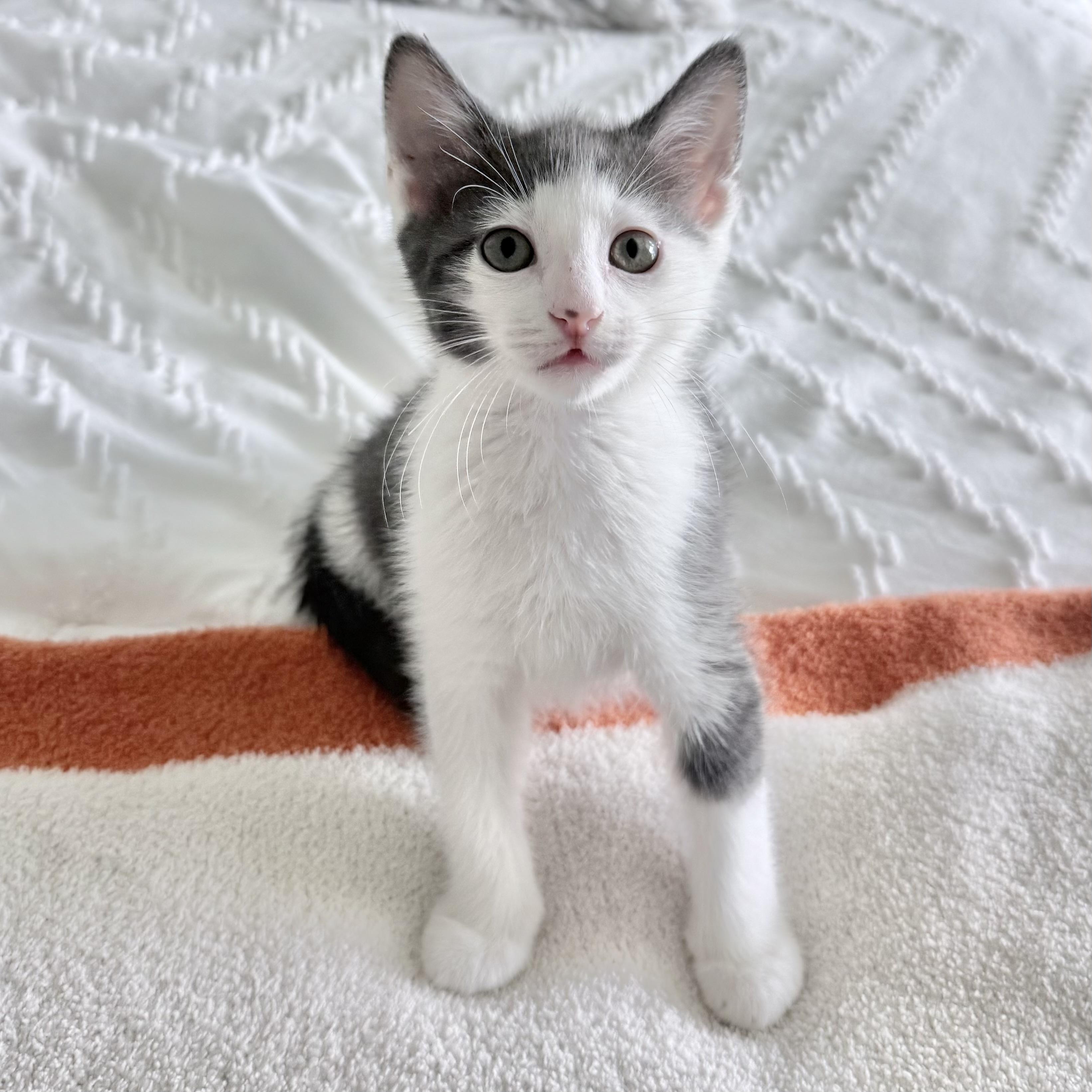 Enlarge Tofu, a ADOPTABLE Domestic Short Hair in Parkland, FL image 6/6