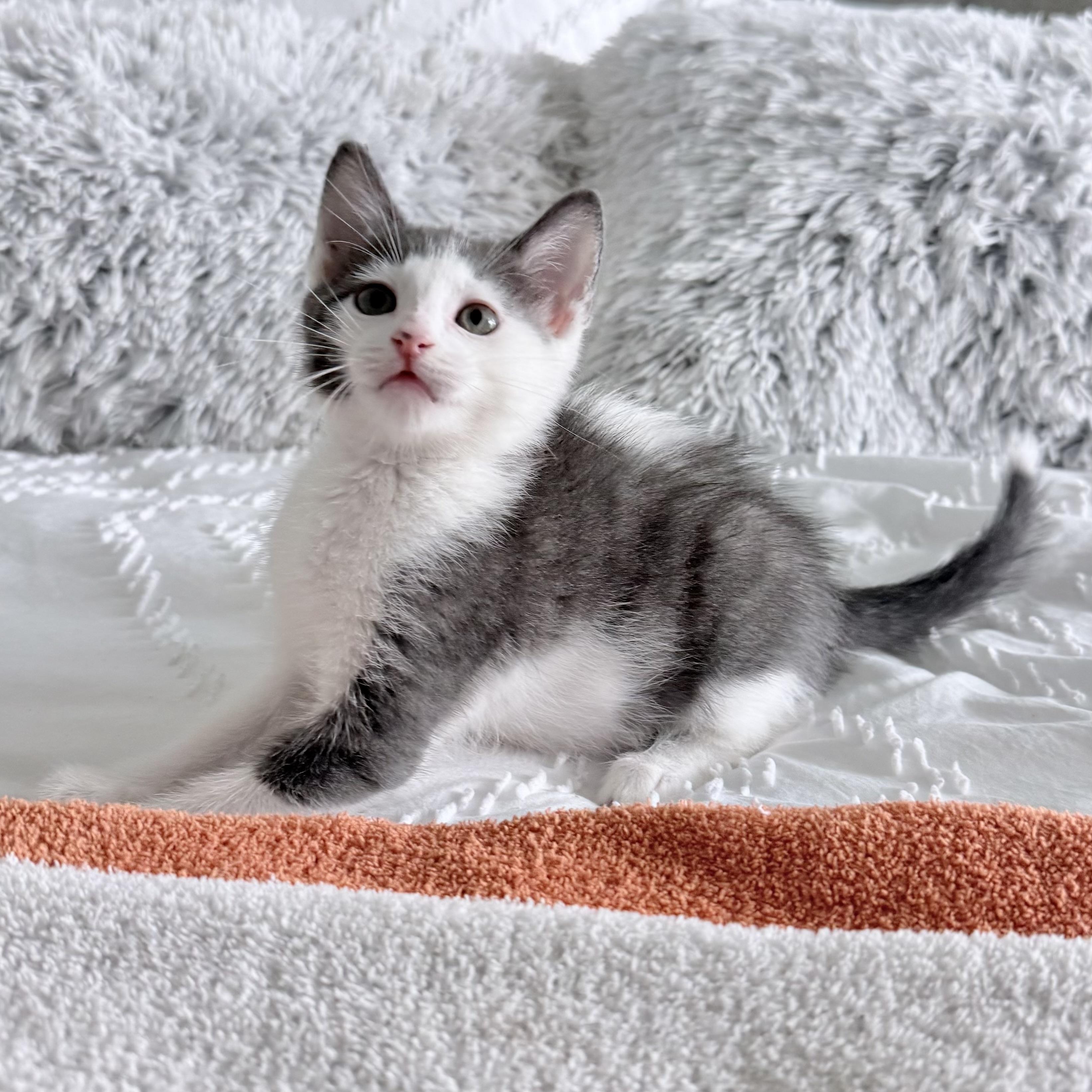 Enlarge Tofu, a ADOPTABLE Domestic Short Hair in Parkland, FL image 2/6