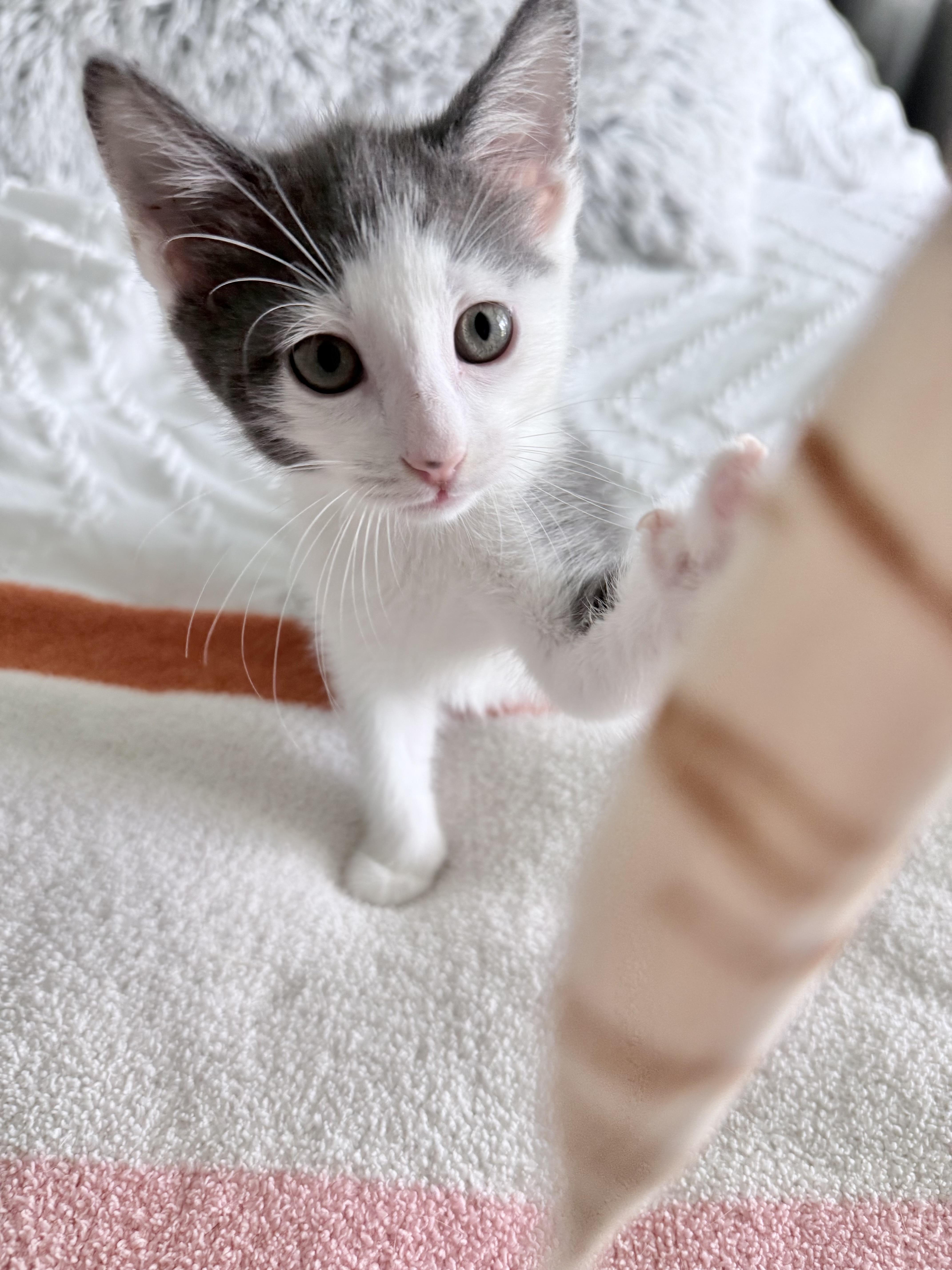 Enlarge Tofu, a ADOPTABLE Domestic Short Hair in Parkland, FL image 4/6