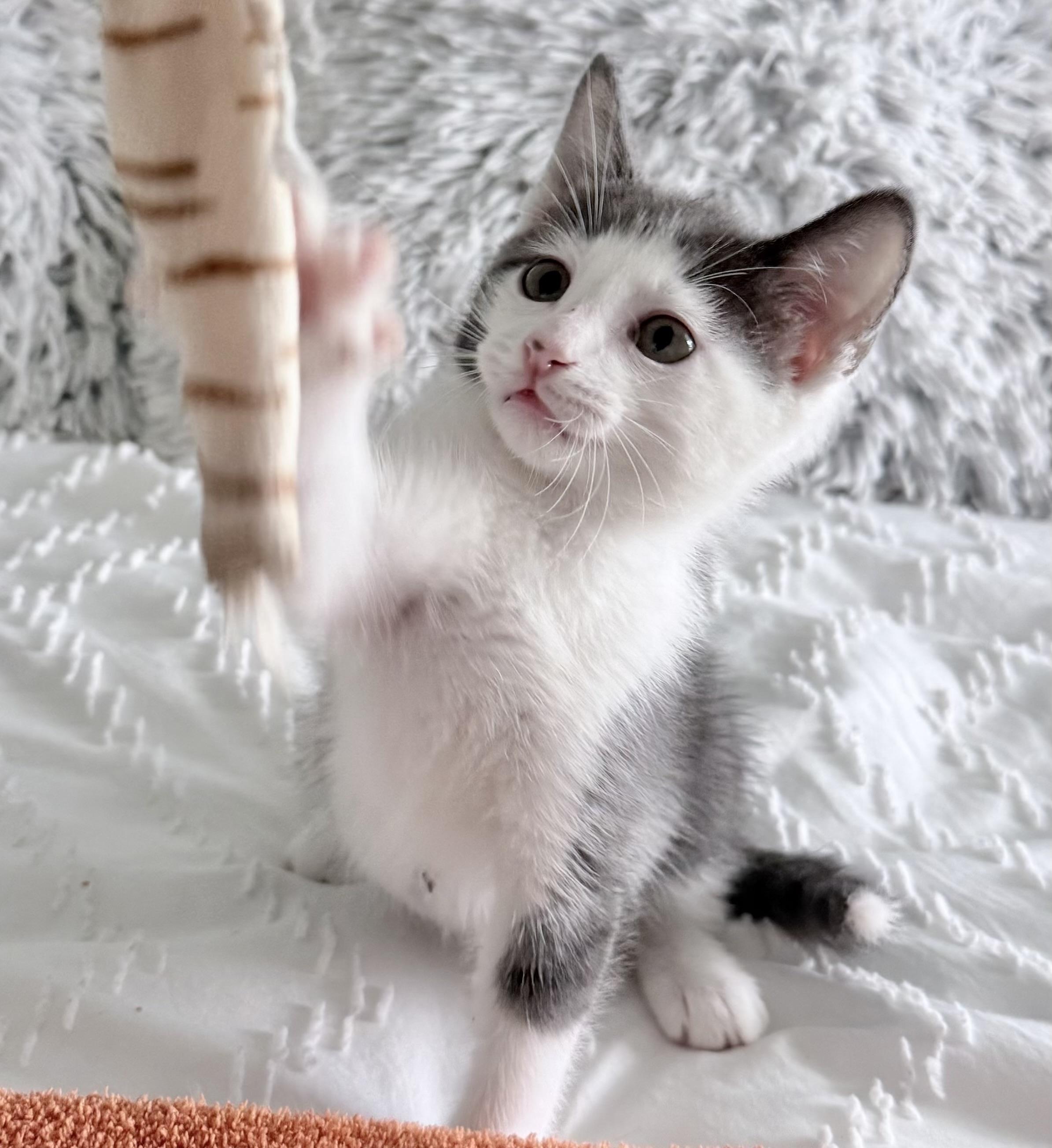 Enlarge Tofu, a ADOPTABLE Domestic Short Hair in Parkland, FL image 1/6