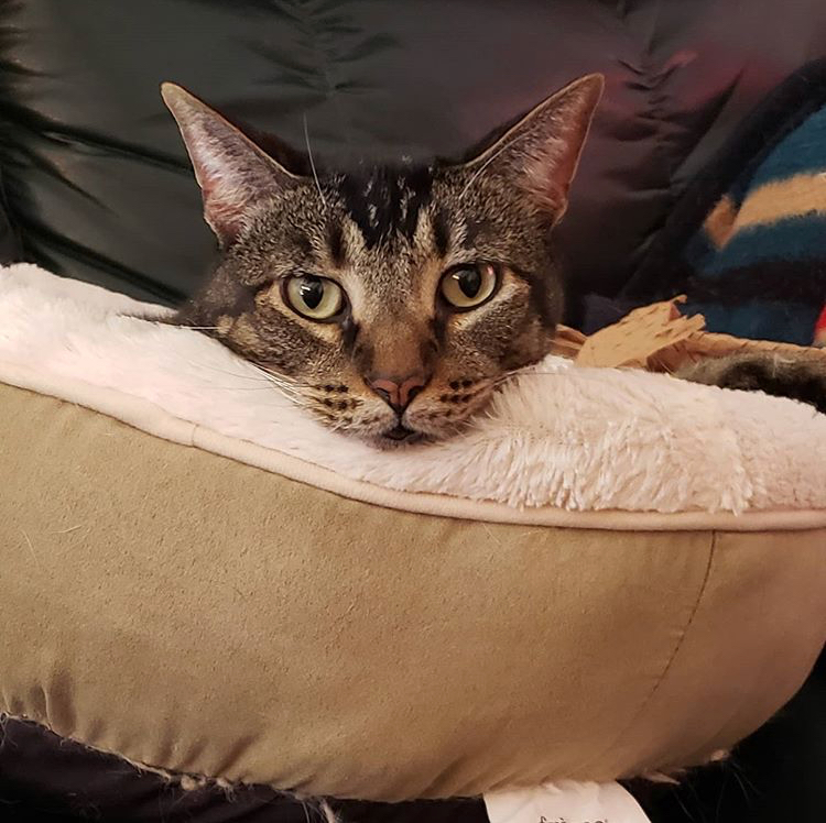 Squirrel (Loves Dogs!), a Adoptable mixed breed in Rancho Cucamonga, CA image 1/6