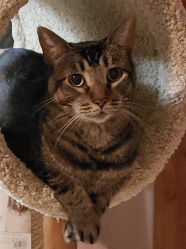 Squirrel (Loves Dogs!), a Adoptable mixed breed in Rancho Cucamonga, CA image 2/6