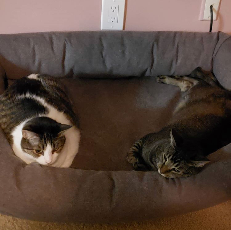 Squirrel (Loves Dogs!), a Adoptable mixed breed in Rancho Cucamonga, CA image 3/6