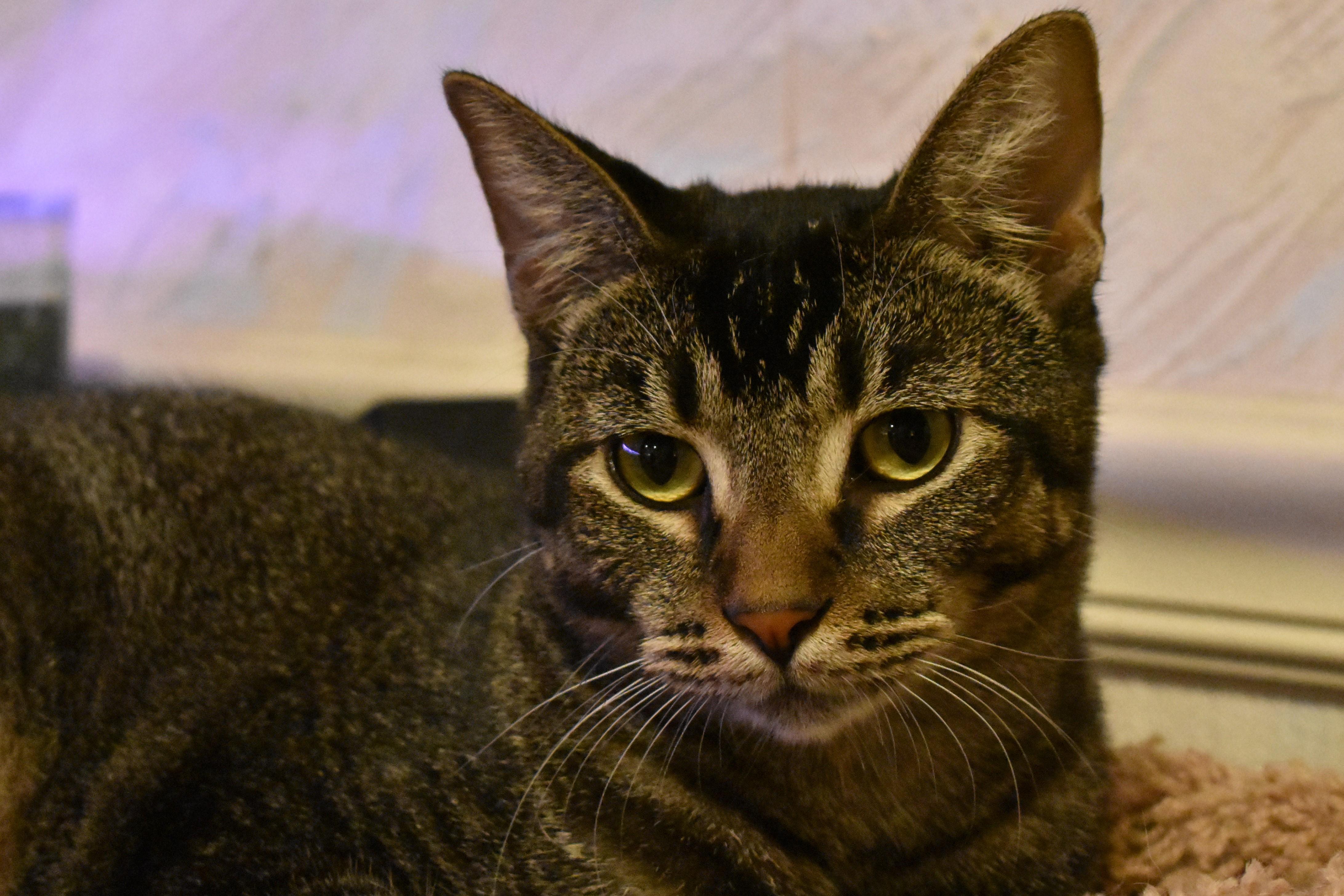 Squirrel (Loves Dogs!), a Adoptable mixed breed in Rancho Cucamonga, CA image 4/6