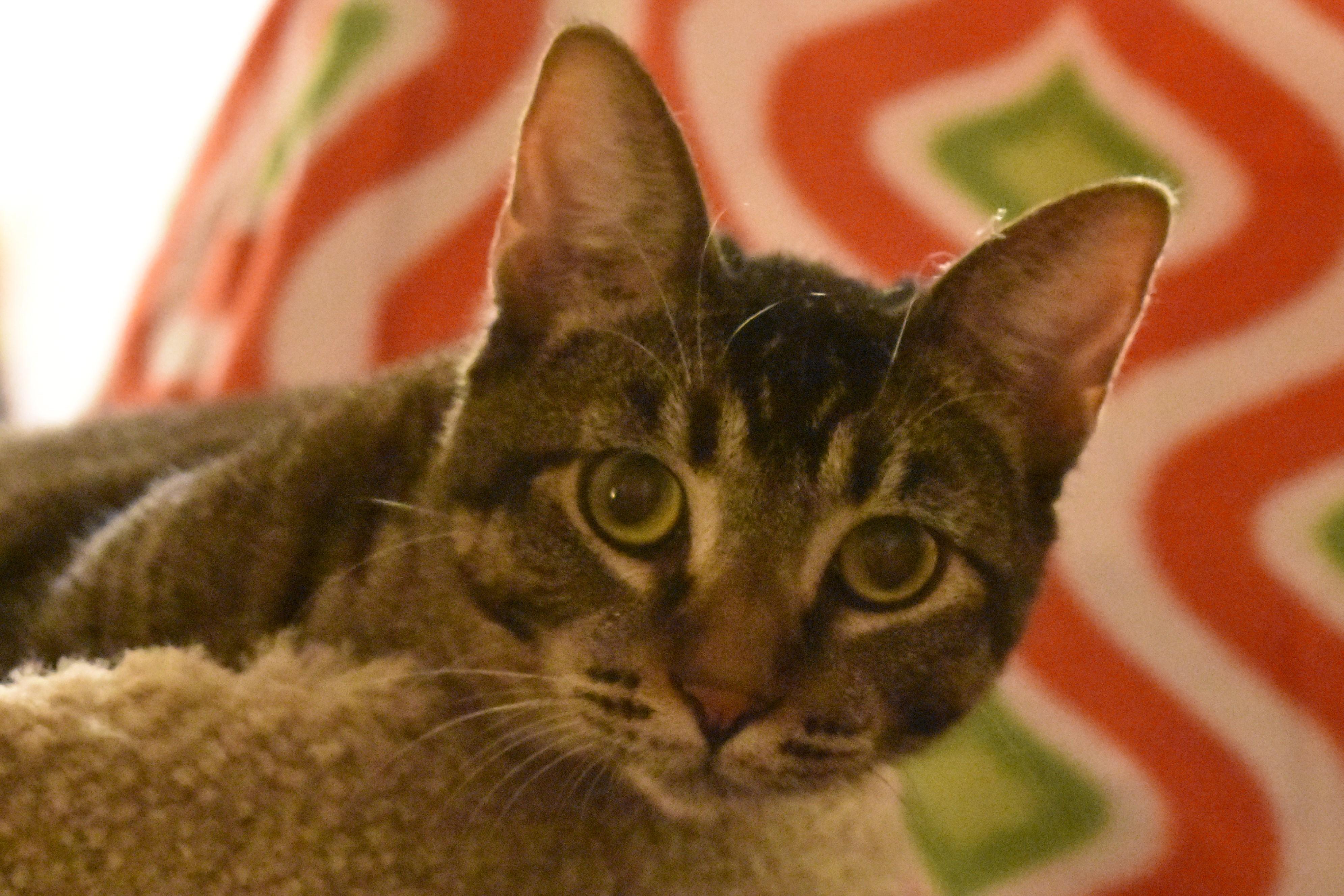 Squirrel (Loves Dogs!), a Adoptable mixed breed in Rancho Cucamonga, CA image 5/6