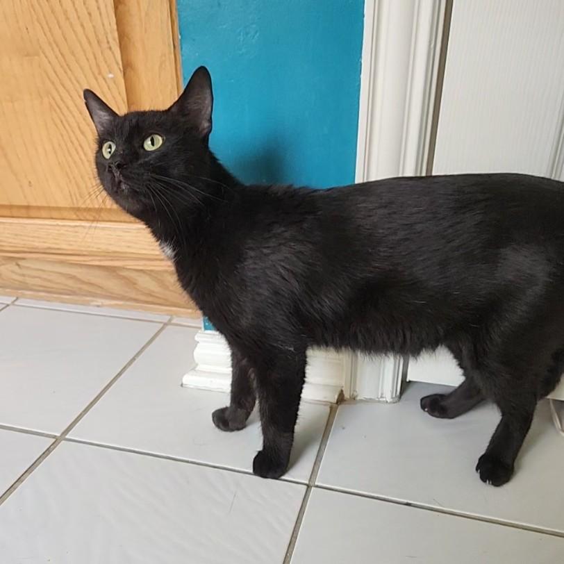 Enlarge Penny Lane, a Adoptable mixed breed in Allen, TX image 3/6