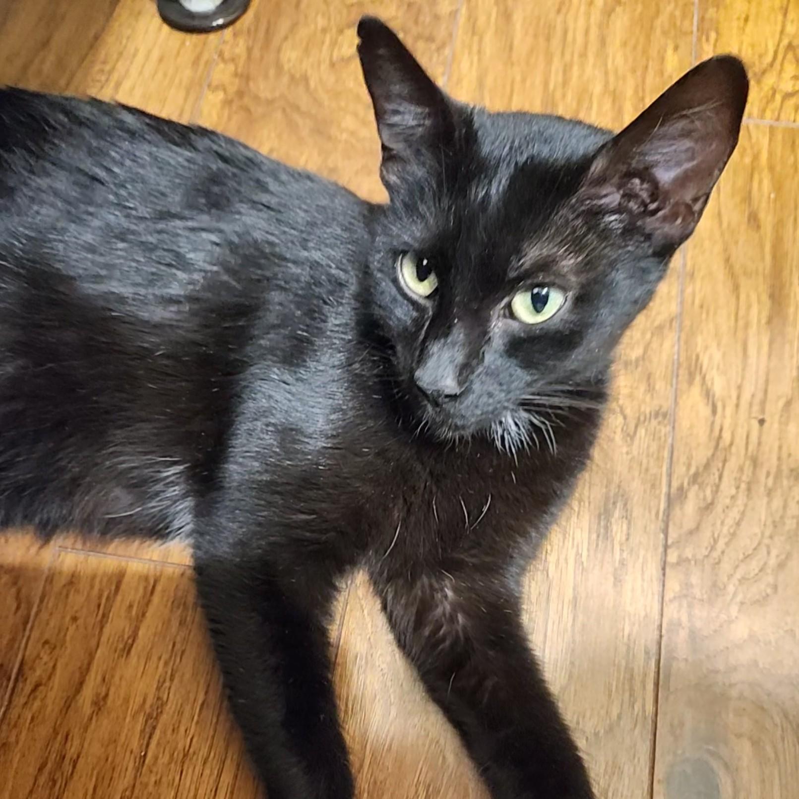 Enlarge Penny Lane, a Adoptable mixed breed in Allen, TX image 5/6