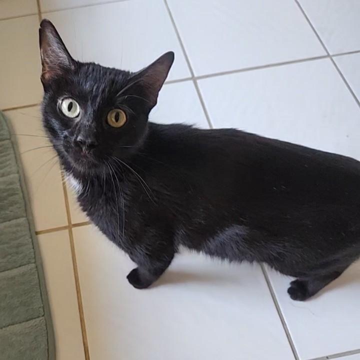 Enlarge Penny Lane, a Adoptable mixed breed in Allen, TX image 6/6