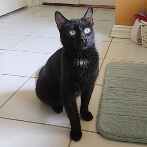 Penny Lane, Adoptable, Young Female Domestic Short Hair & Siamese.