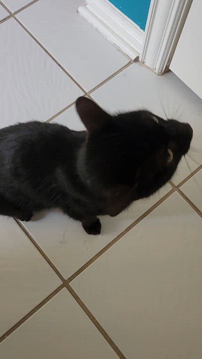 Enlarge Penny Lane, a Adoptable mixed breed in Allen, TX video 4/6