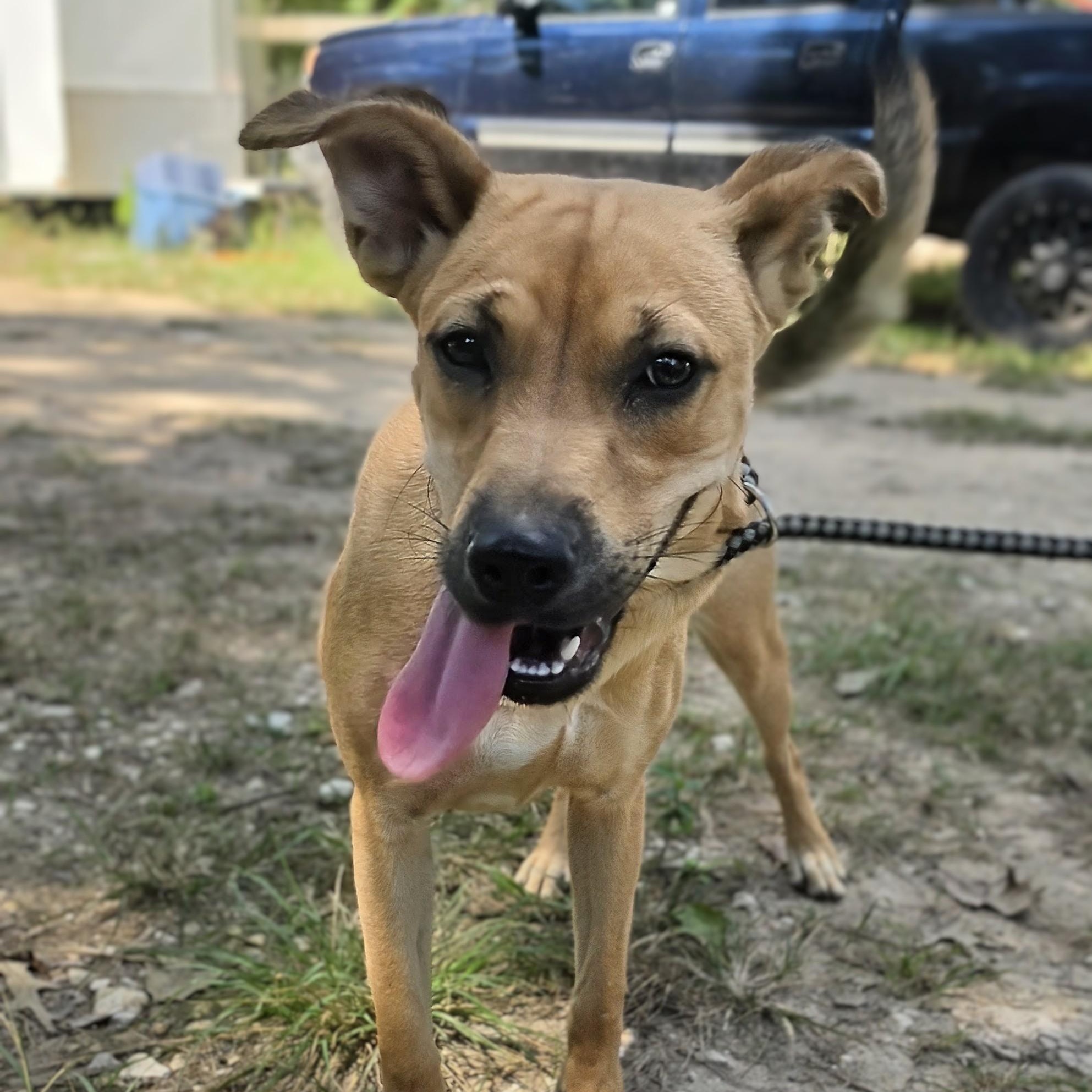 Enlarge Paisley, a Adoptable mixed breed in White Sulphur Springs, WV image 2/6