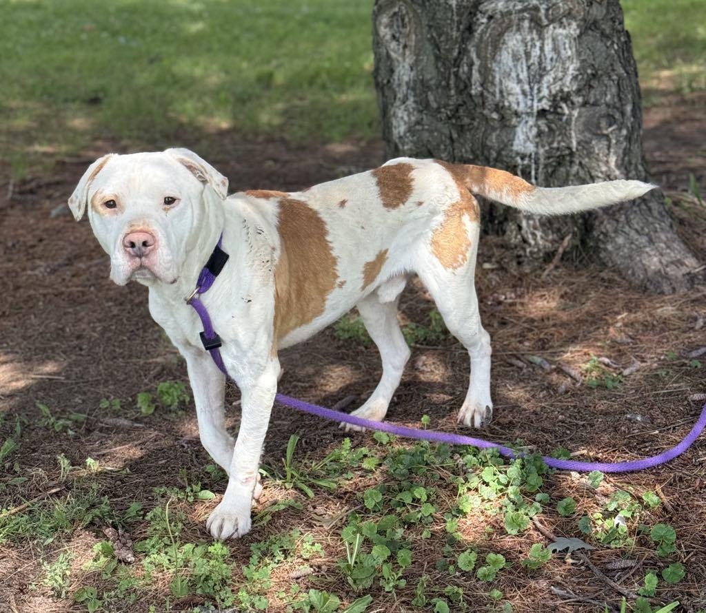 Enlarge Dennis (in a FOSTER home), a Adoptable mixed breed in Springfield, IL image 4/5
