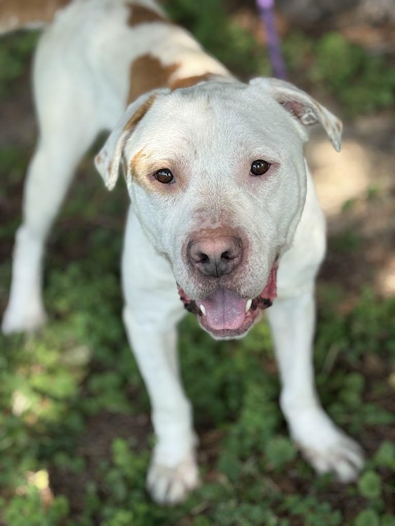 Enlarge Dennis (in a FOSTER home), a Adoptable mixed breed in Springfield, IL image 1/5