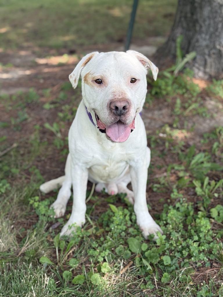 Enlarge Dennis (in a FOSTER home), a Adoptable mixed breed in Springfield, IL image 2/5