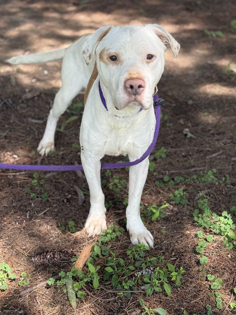 Enlarge Dennis (in a FOSTER home), a Adoptable mixed breed in Springfield, IL image 5/5